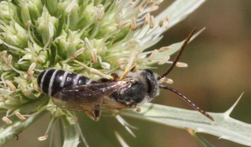 Réf. 223 402 : Halictus compressus